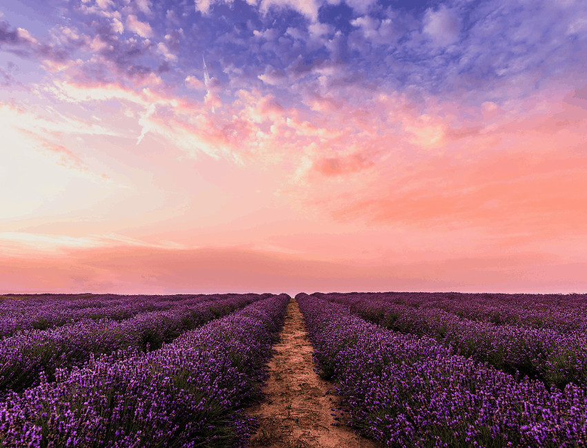 ontario lavender farms
lavender farm ontario
lavender farms ontario
lavender fields ontario
lavender farm toronto
lavender ontario
lavender field toronto
lavender festival ontario
lavender toronto
lavender farm niagara
lavender fields canada
lavender fields in canada
lavender farms in canada