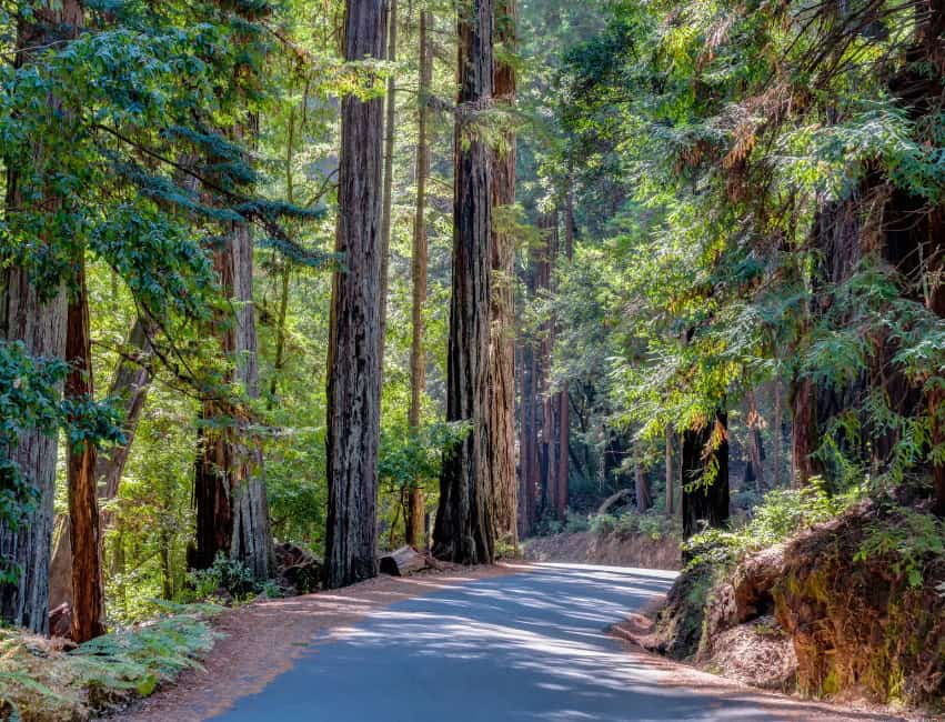 redwoods of california
california redwoods
redwood forests in california
redwoods in ca
redwood forests in ca
redwood forest
redwood forest in ca
californian redwoods
california redwoods forest
californian redwood forest
redwood forest of california
parks in california with redwoods
redwood parks in ca
redwood parks in california
redwoods parks
redwoods forest california
ca redwood forest
california forest redwood
california redwoods map
redwood state parks
redwoods in california map
redwoods of california map
map of redwood forest
map of the redwood forest
redwood forest on map
california redwood map
redwoods california map
redwood forest california
ca redwood parks
california redwood parks
redwood park
map redwood forest
redwood forest map
redwood park california
redwood state park
redwood map california
california redwood park
california redwoods park
california redwoods parks
redwood parks ca
redwoods ca
redwood forest california map
redwood forests california map
redwoods park
redwoods park california
northern california redwoods
redwoods in northern california
redwoods map
california redwoods state park
california redwood forest map
california redwood trees
ca redwoods map
redwoods state parks in california
california redwood
northern california redwood
california redwood national park
map of redwoods
northern california redwood forest
redwood forest ca
redwood forest in northern california
redwoods
redwood national park in ca
redwood california national park
redwood forests in northern california
redwoods northern california
redwood state park california
redwood map
where are the redwoods in california
redwood parks california
where are redwoods in california
redwood parks
redwood national park in california
redwoods northern ca
redwood forest northern ca
redwoods of northern california
where are the redwoods in ca
redwood national park california
map of redwood trees in california
redwood trees california map
northern california redwoods map
the redwoods california
redwoods in california
redwoods california coast
redwood ca map
redwood park map
california red forest
map of redwoods california
giant redwoods in california map
map of redwoods in california
redwood tree parks in california
redwood groves in california
best redwood parks in california
best redwoods in california
redwood trees locations
california coast redwoods
redwood trees in california
map of redwood forests in california
redwood forest location map
where do redwood trees grow map
best redwood park in california
redwood tree parks
redwood forest map california
redwood forest map of california
where are the redwoods located in california
best redwoods in ca
map of redwood parks in california
redwood forest near san francisco map
redwoods san francisco map
giant redwood forest california map
giant redwood trees california map
giant redwood trees map
map of the redwoods in california
map redwoods california
california coastal redwoods map
map redwoods
redwood forest california location
redwood park california map
map of redwood national forest
redwood national park california map
best redwood forest in california
redwood national forest map
california redwoods location
where is the redwood forest located in california
best redwood forest california
ca redwood national park
redwoods parks in california
map of redwood national park
redwood national parks in california
maps of redwood national park
ca redwood trees
redwoods near san francisco map
redwood groves in northern california
redwoods in california location