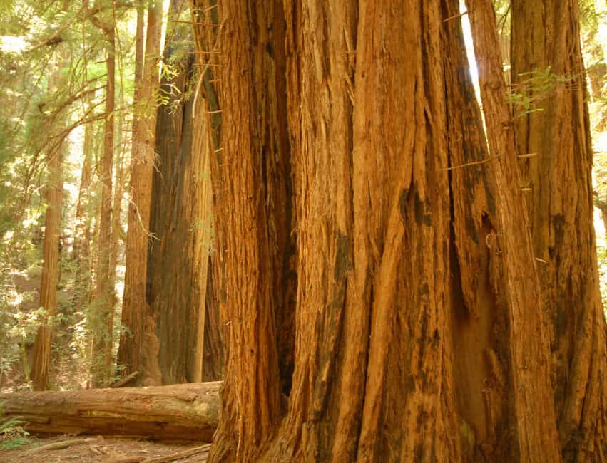 redwoods of california
california redwoods
redwood forests in california
redwoods in ca
redwood forests in ca
redwood forest
redwood forest in ca
californian redwoods
california redwoods forest
californian redwood forest
redwood forest of california
parks in california with redwoods
redwood parks in ca
redwood parks in california
redwoods parks
redwoods forest california
ca redwood forest
california forest redwood
california redwoods map
redwood state parks
redwoods in california map
redwoods of california map
map of redwood forest
map of the redwood forest
redwood forest on map
california redwood map
redwoods california map
redwood forest california
ca redwood parks
california redwood parks
redwood park
map redwood forest
redwood forest map
redwood park california
redwood state park
redwood map california
california redwood park
california redwoods park
california redwoods parks
redwood parks ca
redwoods ca
redwood forest california map
redwood forests california map
redwoods park
redwoods park california
northern california redwoods
redwoods in northern california
redwoods map
california redwoods state park
california redwood forest map
california redwood trees
ca redwoods map
redwoods state parks in california
california redwood
northern california redwood
california redwood national park
map of redwoods
northern california redwood forest
redwood forest ca
redwood forest in northern california
redwoods
redwood national park in ca
redwood california national park
redwood forests in northern california
redwoods northern california
redwood state park california
redwood map
where are the redwoods in california
redwood parks california
where are redwoods in california
redwood parks
redwood national park in california
redwoods northern ca
redwood forest northern ca
redwoods of northern california
where are the redwoods in ca
redwood national park california
map of redwood trees in california
redwood trees california map
northern california redwoods map
the redwoods california
redwoods in california
redwoods california coast
redwood ca map
redwood park map
california red forest
map of redwoods california
giant redwoods in california map
map of redwoods in california
redwood tree parks in california
redwood groves in california
best redwood parks in california
best redwoods in california
redwood trees locations
california coast redwoods
redwood trees in california
map of redwood forests in california
redwood forest location map
where do redwood trees grow map
best redwood park in california
redwood tree parks
redwood forest map california
redwood forest map of california
where are the redwoods located in california
best redwoods in ca
map of redwood parks in california
redwood forest near san francisco map
redwoods san francisco map
giant redwood forest california map
giant redwood trees california map
giant redwood trees map
map of the redwoods in california
map redwoods california
california coastal redwoods map
map redwoods
redwood forest california location
redwood park california map
map of redwood national forest
redwood national park california map
best redwood forest in california
redwood national forest map
california redwoods location
where is the redwood forest located in california
best redwood forest california
ca redwood national park
redwoods parks in california
map of redwood national park
redwood national parks in california
maps of redwood national park
ca redwood trees
redwoods near san francisco map
redwood groves in northern california
redwoods in california location