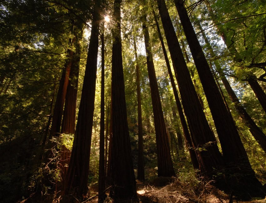 redwoods of california
california redwoods
redwood forests in california
redwoods in ca
redwood forests in ca
redwood forest
redwood forest in ca
californian redwoods
california redwoods forest
californian redwood forest
redwood forest of california
parks in california with redwoods
redwood parks in ca
redwood parks in california
redwoods parks
redwoods forest california
ca redwood forest
california forest redwood
california redwoods map
redwood state parks
redwoods in california map
redwoods of california map
map of redwood forest
map of the redwood forest
redwood forest on map
california redwood map
redwoods california map
redwood forest california
ca redwood parks
california redwood parks
redwood park
map redwood forest
redwood forest map
redwood park california
redwood state park
redwood map california
california redwood park
california redwoods park
california redwoods parks
redwood parks ca
redwoods ca
redwood forest california map
redwood forests california map
redwoods park
redwoods park california
northern california redwoods
redwoods in northern california
redwoods map
california redwoods state park
california redwood forest map
california redwood trees
ca redwoods map
redwoods state parks in california
california redwood
northern california redwood
california redwood national park
map of redwoods
northern california redwood forest
redwood forest ca
redwood forest in northern california
redwoods
redwood national park in ca
redwood california national park
redwood forests in northern california
redwoods northern california
redwood state park california
redwood map
where are the redwoods in california
redwood parks california
where are redwoods in california
redwood parks
redwood national park in california
redwoods northern ca
redwood forest northern ca
redwoods of northern california
where are the redwoods in ca
redwood national park california
map of redwood trees in california
redwood trees california map
northern california redwoods map
the redwoods california
redwoods in california
redwoods california coast
redwood ca map
redwood park map
california red forest
map of redwoods california
giant redwoods in california map
map of redwoods in california
redwood tree parks in california
redwood groves in california
best redwood parks in california
best redwoods in california
redwood trees locations
california coast redwoods
redwood trees in california
map of redwood forests in california
redwood forest location map
where do redwood trees grow map
best redwood park in california
redwood tree parks
redwood forest map california
redwood forest map of california
where are the redwoods located in california
best redwoods in ca
map of redwood parks in california
redwood forest near san francisco map
redwoods san francisco map
giant redwood forest california map
giant redwood trees california map
giant redwood trees map
map of the redwoods in california
map redwoods california
california coastal redwoods map
map redwoods
redwood forest california location
redwood park california map
map of redwood national forest
redwood national park california map
best redwood forest in california
redwood national forest map
california redwoods location
where is the redwood forest located in california
best redwood forest california
ca redwood national park
redwoods parks in california
map of redwood national park
redwood national parks in california
maps of redwood national park
ca redwood trees
redwoods near san francisco map
redwood groves in northern california
redwoods in california location