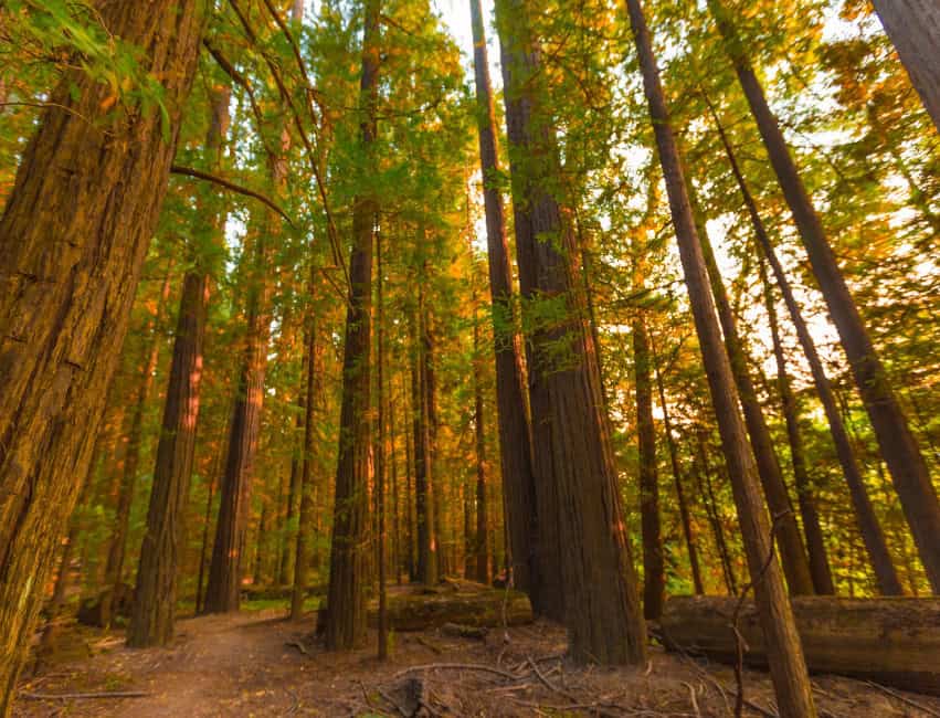 redwoods of california
california redwoods
redwood forests in california
redwoods in ca
redwood forests in ca
redwood forest
redwood forest in ca
californian redwoods
california redwoods forest
californian redwood forest
redwood forest of california
parks in california with redwoods
redwood parks in ca
redwood parks in california
redwoods parks
redwoods forest california
ca redwood forest
california forest redwood
california redwoods map
redwood state parks
redwoods in california map
redwoods of california map
map of redwood forest
map of the redwood forest
redwood forest on map
california redwood map
redwoods california map
redwood forest california
ca redwood parks
california redwood parks
redwood park
map redwood forest
redwood forest map
redwood park california
redwood state park
redwood map california
california redwood park
california redwoods park
california redwoods parks
redwood parks ca
redwoods ca
redwood forest california map
redwood forests california map
redwoods park
redwoods park california
northern california redwoods
redwoods in northern california
redwoods map
california redwoods state park
california redwood forest map
california redwood trees
ca redwoods map
redwoods state parks in california
california redwood
northern california redwood
california redwood national park
map of redwoods
northern california redwood forest
redwood forest ca
redwood forest in northern california
redwoods
redwood national park in ca
redwood california national park
redwood forests in northern california
redwoods northern california
redwood state park california
redwood map
where are the redwoods in california
redwood parks california
where are redwoods in california
redwood parks
redwood national park in california
redwoods northern ca
redwood forest northern ca
redwoods of northern california
where are the redwoods in ca
redwood national park california
map of redwood trees in california
redwood trees california map
northern california redwoods map
the redwoods california
redwoods in california
redwoods california coast
redwood ca map
redwood park map
california red forest
map of redwoods california
giant redwoods in california map
map of redwoods in california
redwood tree parks in california
redwood groves in california
best redwood parks in california
best redwoods in california
redwood trees locations
california coast redwoods
redwood trees in california
map of redwood forests in california
redwood forest location map
where do redwood trees grow map
best redwood park in california
redwood tree parks
redwood forest map california
redwood forest map of california
where are the redwoods located in california
best redwoods in ca
map of redwood parks in california
redwood forest near san francisco map
redwoods san francisco map
giant redwood forest california map
giant redwood trees california map
giant redwood trees map
map of the redwoods in california
map redwoods california
california coastal redwoods map
map redwoods
redwood forest california location
redwood park california map
map of redwood national forest
redwood national park california map
best redwood forest in california
redwood national forest map
california redwoods location
where is the redwood forest located in california
best redwood forest california
ca redwood national park
redwoods parks in california
map of redwood national park
redwood national parks in california
maps of redwood national park
ca redwood trees
redwoods near san francisco map
redwood groves in northern california
redwoods in california location