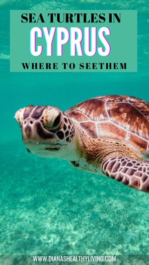 sea turtles in cyprus best beaches in cyprus