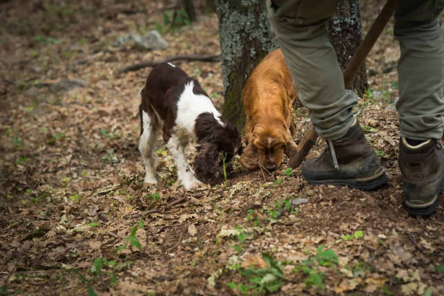 truffle hunting day trip from florence italy