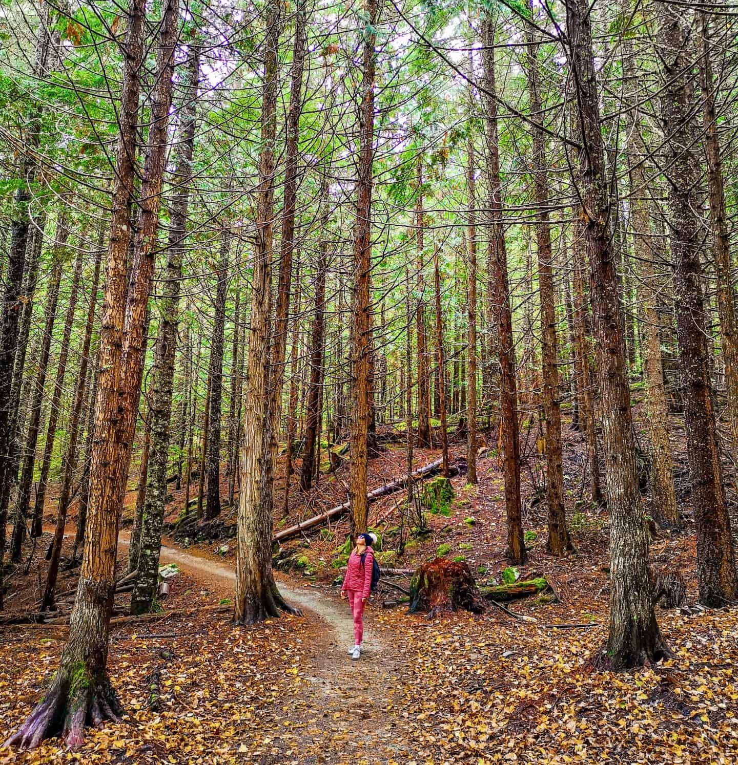 Whistler Canada Redwood forest