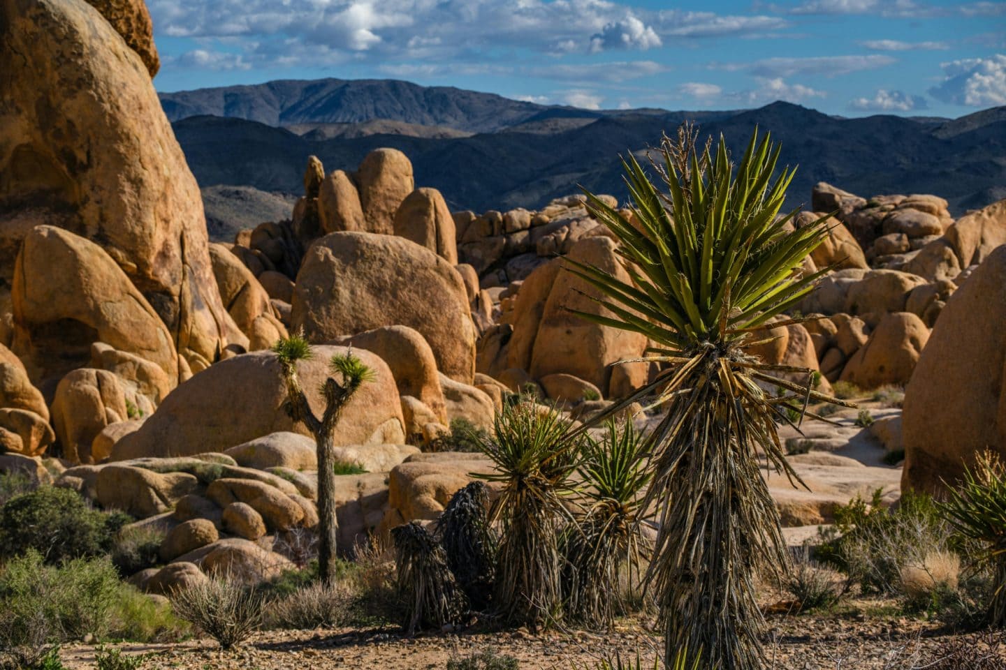 Palm spring aerial tram -things to do in palm springs.Discover the best things to do in Palm Springs, California &mdash; from mid-century design and Elvis&rsquo;s Honeymoon Hideaway to desert hikes and luxury resorts.