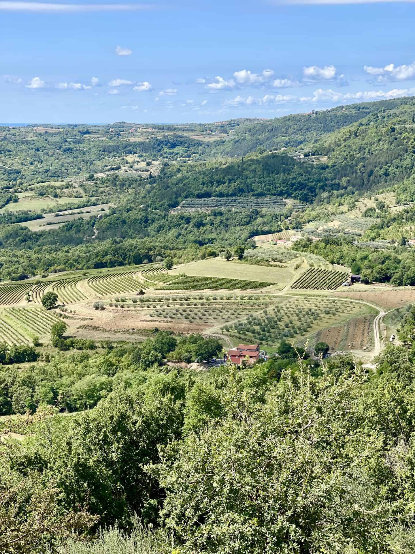 Istria rolling hills landscape with vineyards and olive groves Croatia

