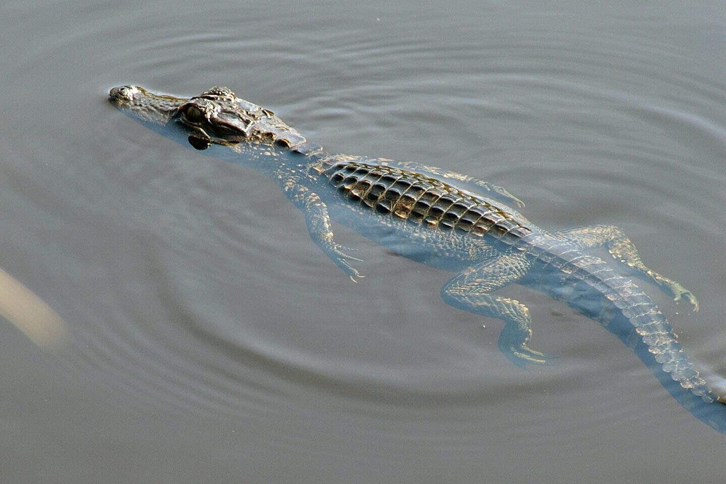 marco island fl day trip to everglades fl alligator