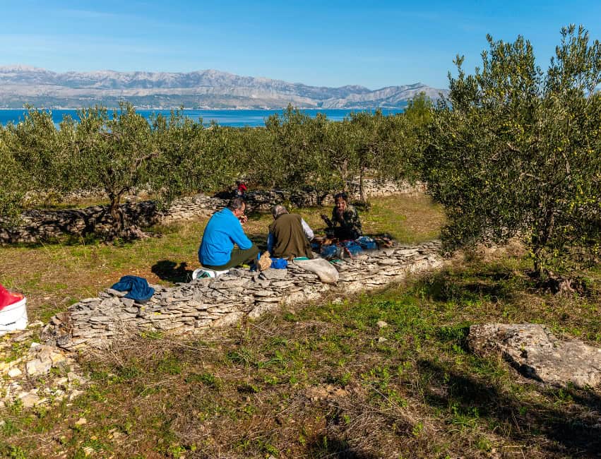 olive grove brac croatia historic olive press and local olive trees