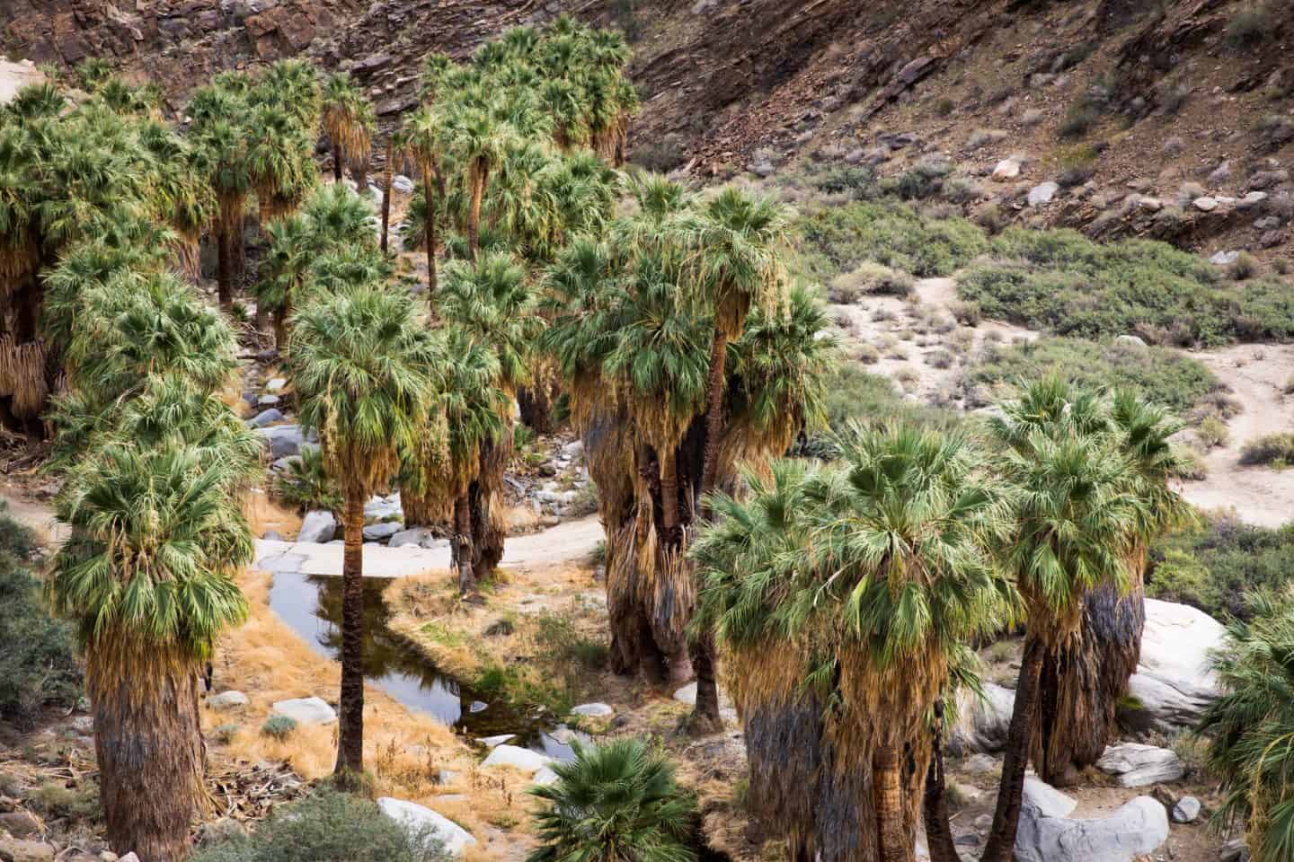palm springs canyons
things to do in palm springs ca california palm spring stuff to do in palm springs things to do in palm springs california what to do in palm springs palm spring what to do to do in palm springs palm springs to do palm springs things to do palm spring to do best things to do in palm springs cool things to do in palm springs things to do palm springs things to see in palm springs
