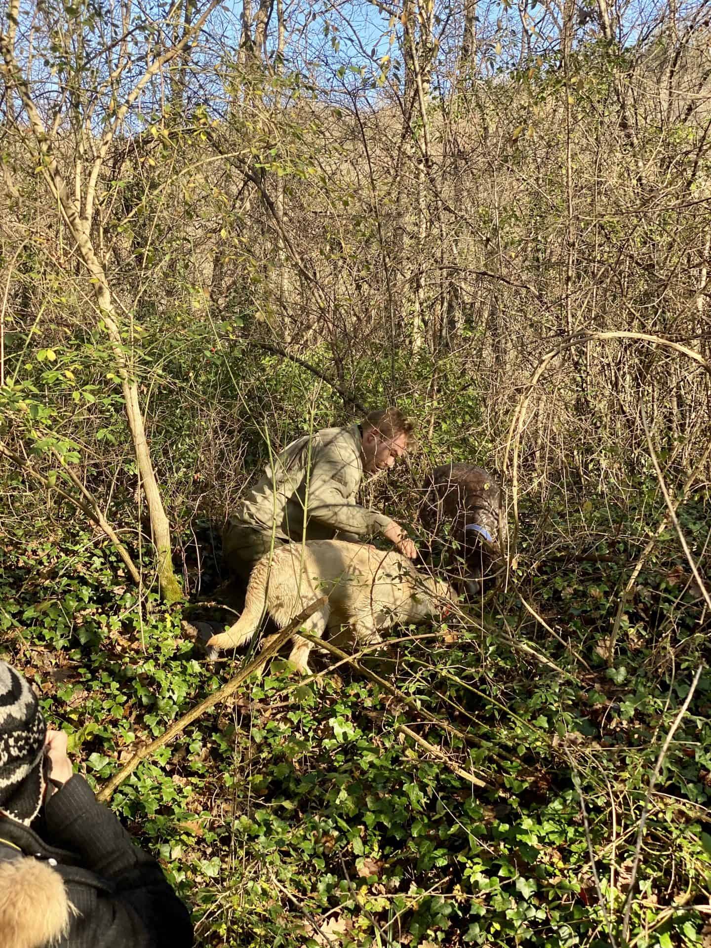 truffle hunting with dogs in the forest in Istria croatia to make truffled pasta