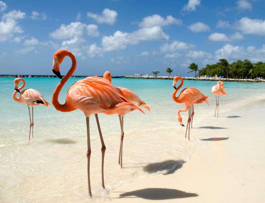 white powdered beach crystal blue waters with pink flamingos in aruba best caribbean islands