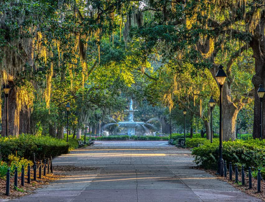 view of green tree line road in savannah georgia