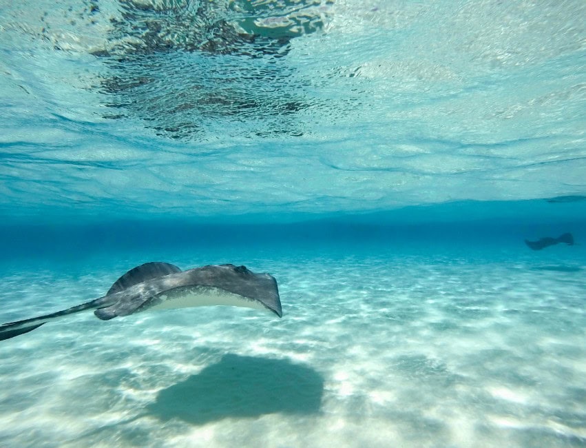 stingray swimming in crystal blue water in cayman islands best caribbean islands to visit