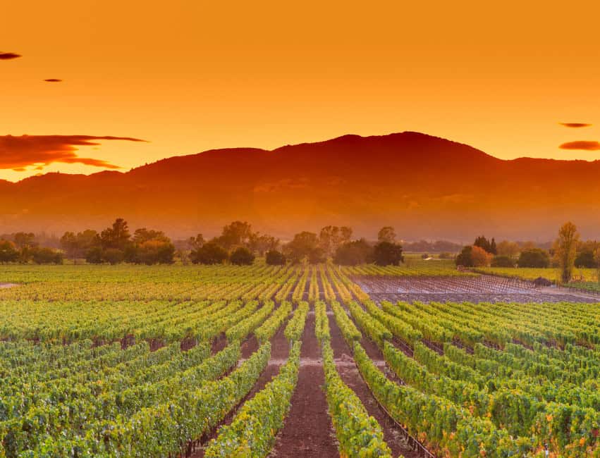 sunset view of rows of vineyards in napa valley california
