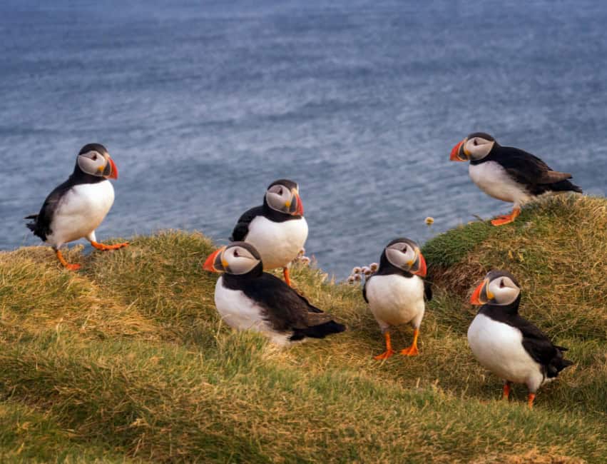 puffins in iceland on cliff near reykjavik