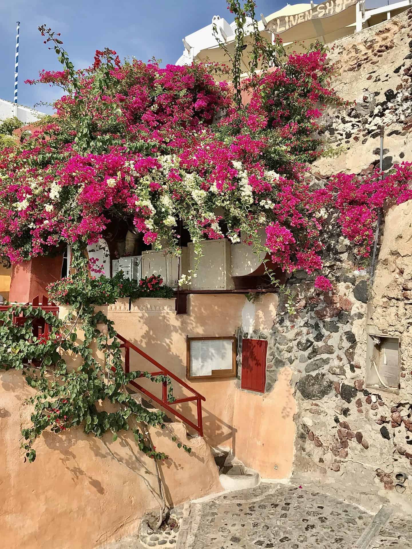 pink flowers on old building in oia santorini